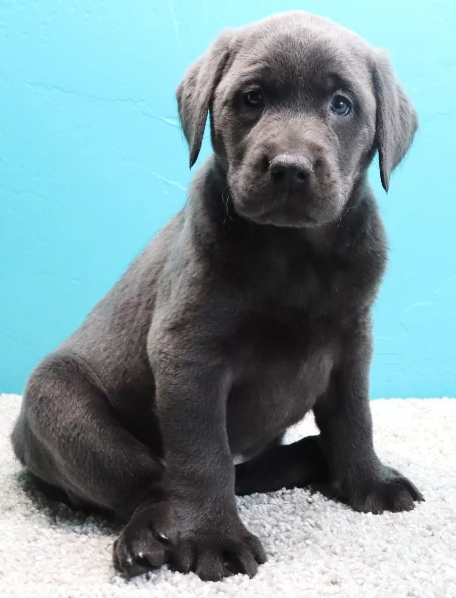 Labrador Retriever -Charcoal