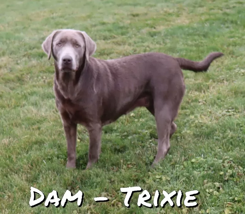 Puppy Name: Trixie