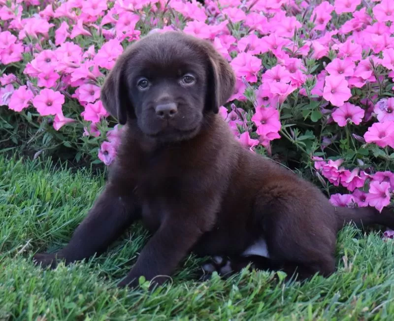 Tulip