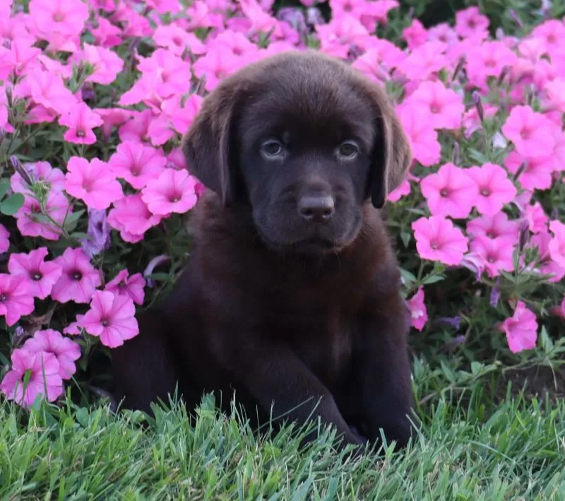 Tulip