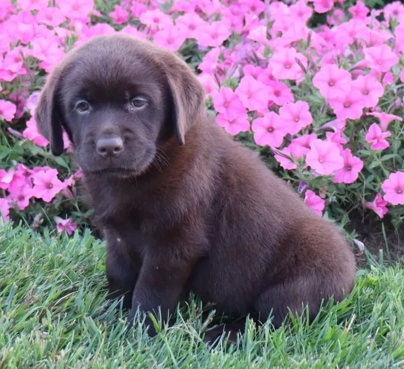 Tulip