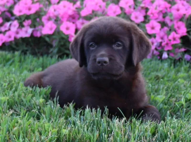 Tulip