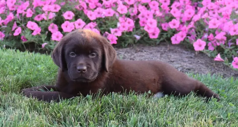 Tulip