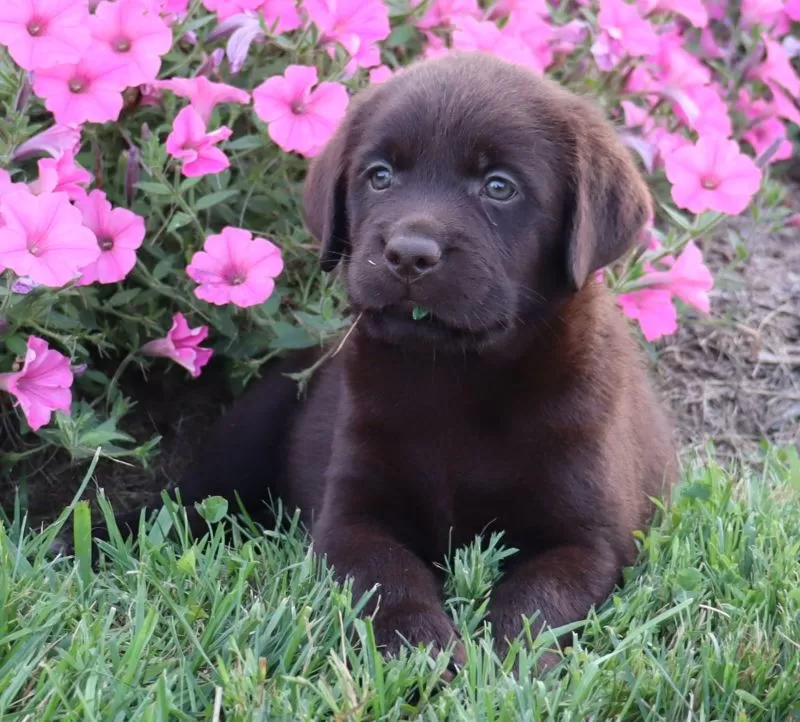 Lilly