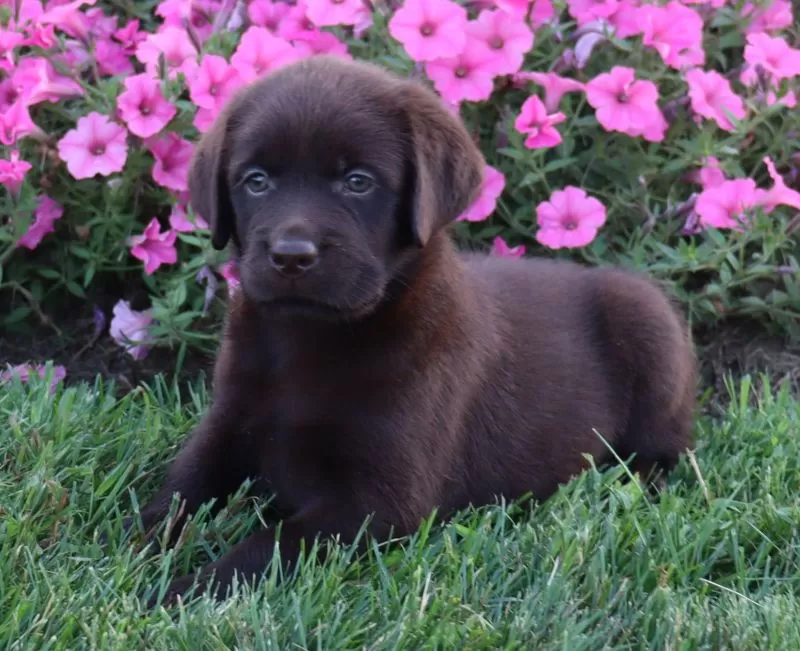Lilly