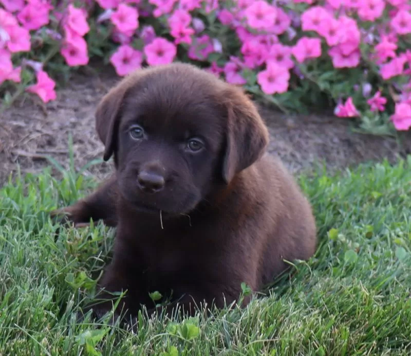 Lilly