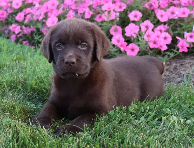 Lilly