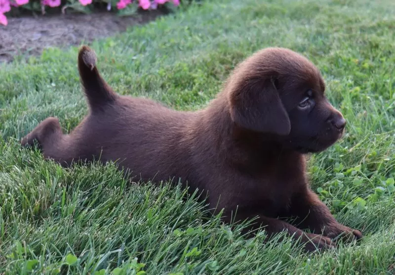 Lilly