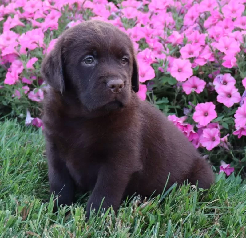 Daisy