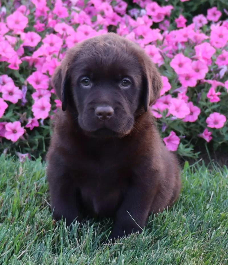 Daisy