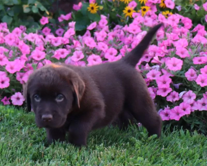 Daisy