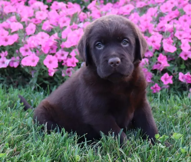 Daisy