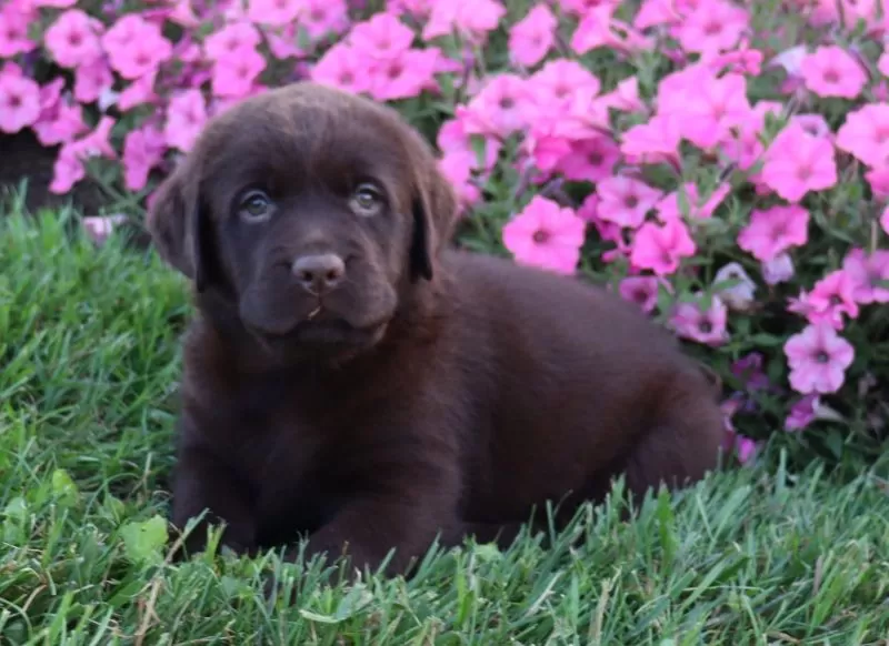 Daisy