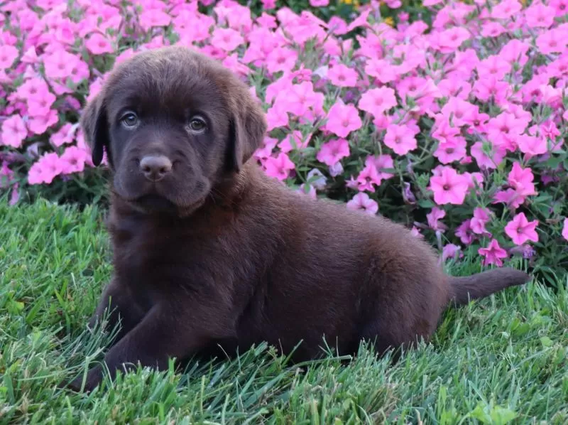 Daisy